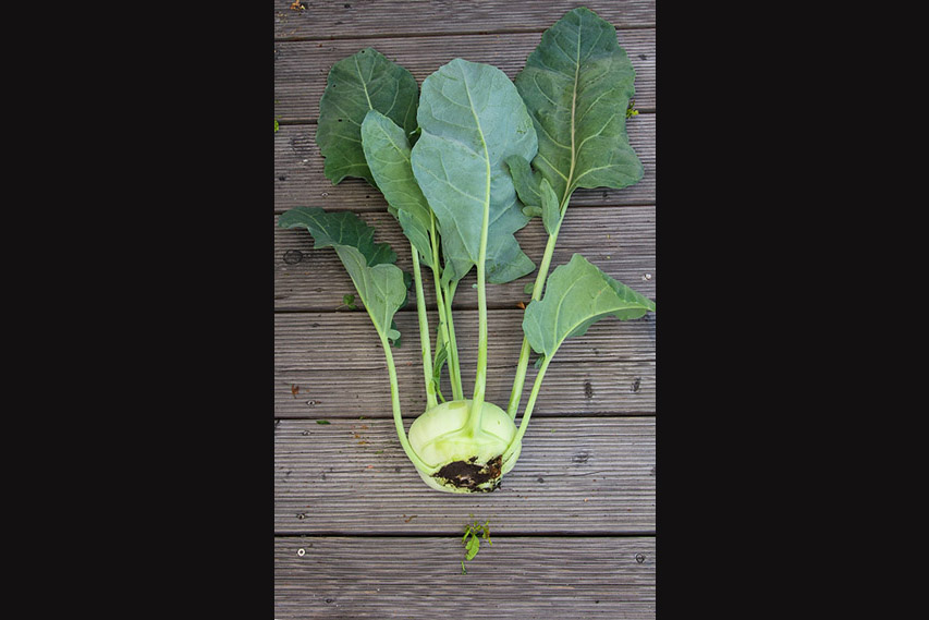 1 kohlrabi he